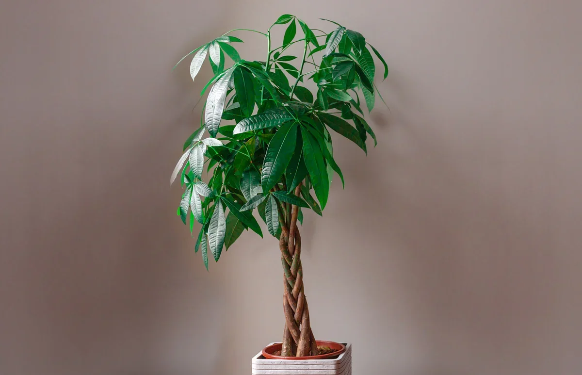 Feng Shui money