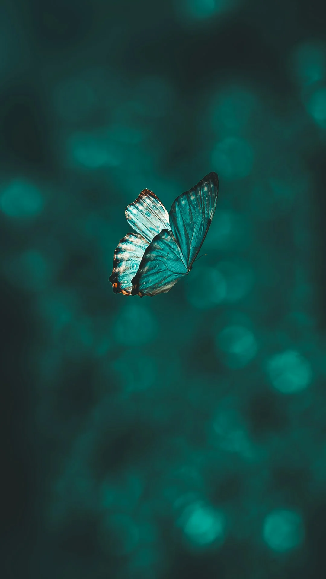 Butterfly Feng Shui,