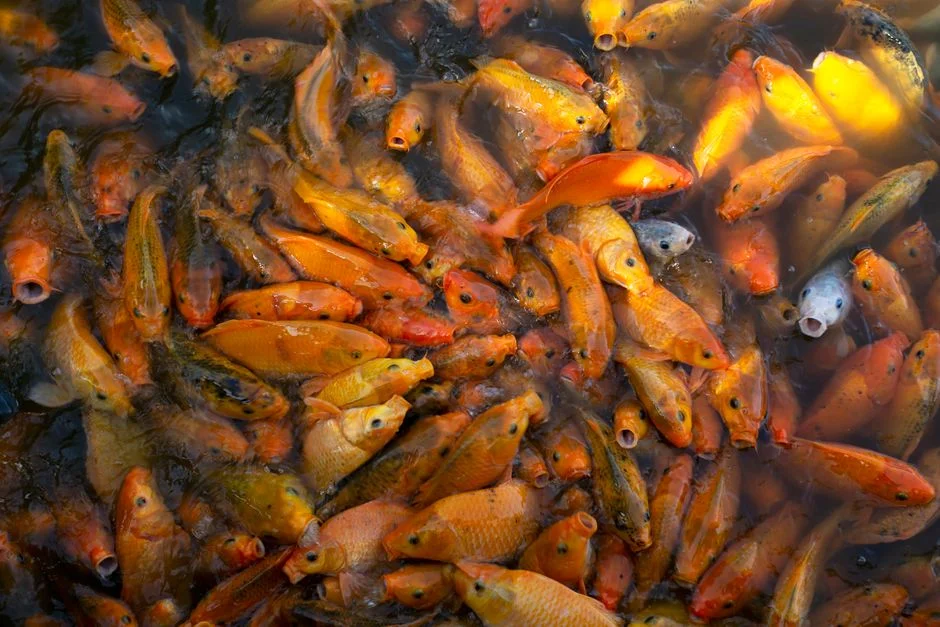 Feng Shui fish