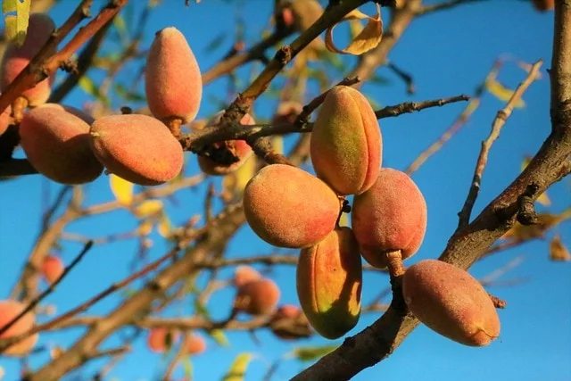 Almond Tree, Prosperity