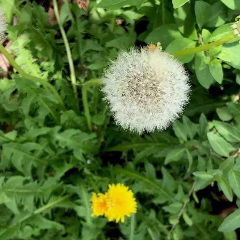 Dandelion, Wish Magic,