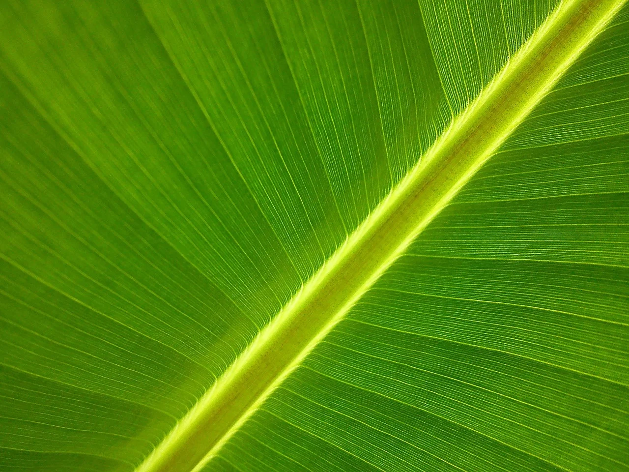 Banana plant symbolism,
