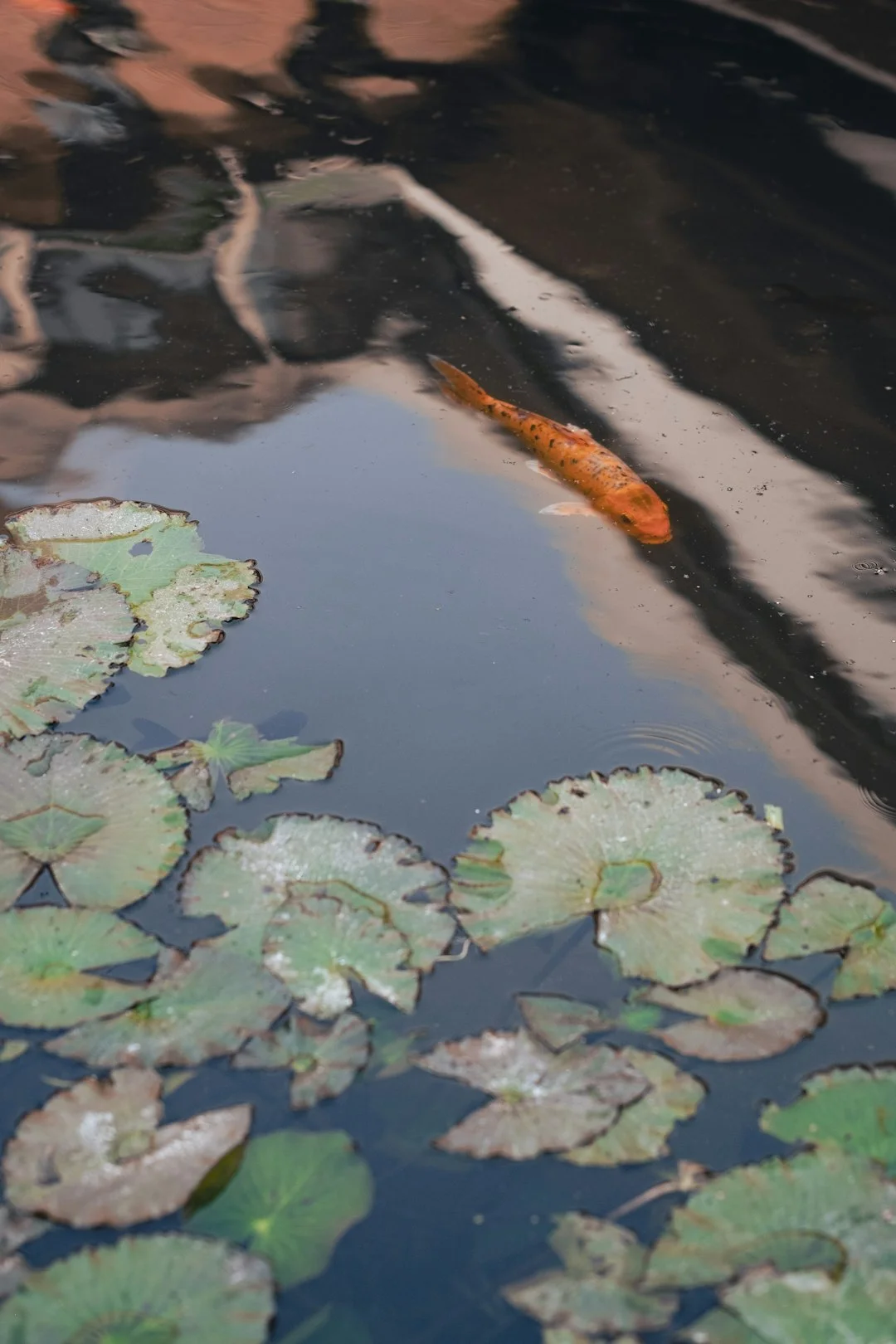 lotus carp painting,