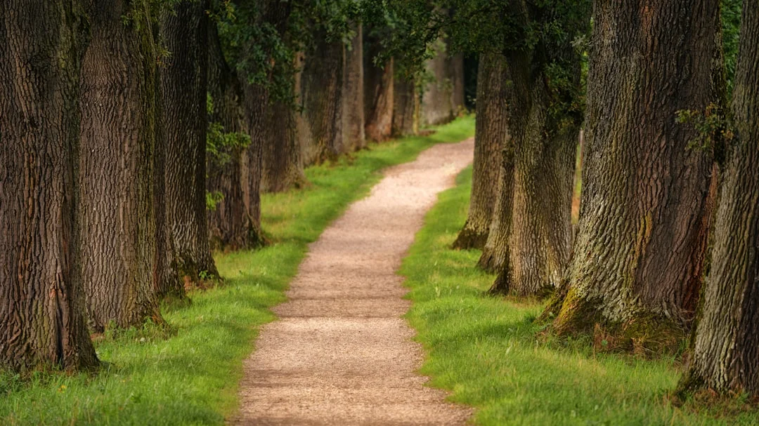 Home path feng
