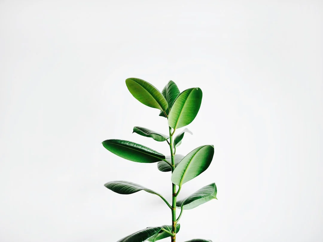 Feng Shui plant