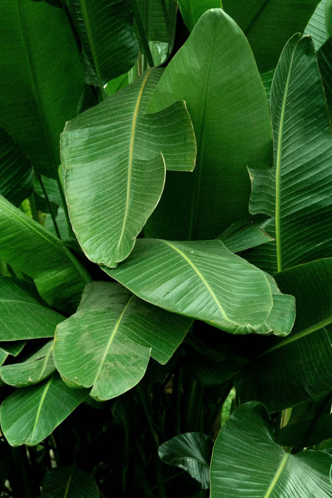 Banana tree care