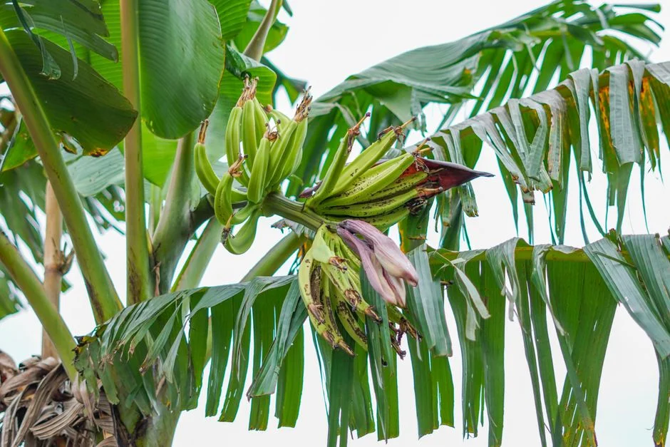 Banana tree interior