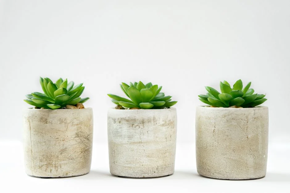 Cactus feng shui,