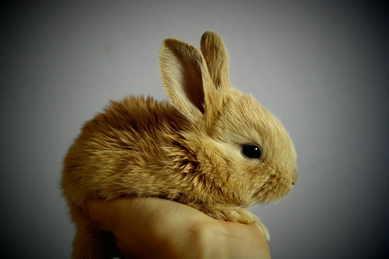Rabbit energy, Fire
