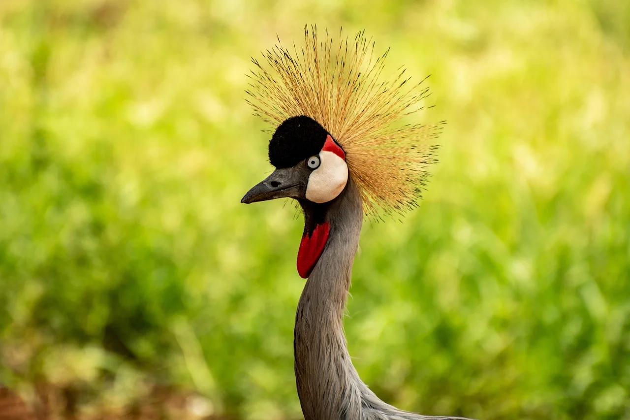 Deer crane lingzhi,