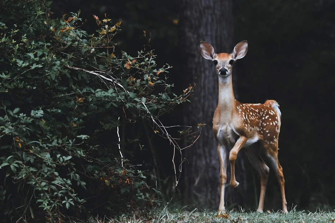 Deer symbol wealth,