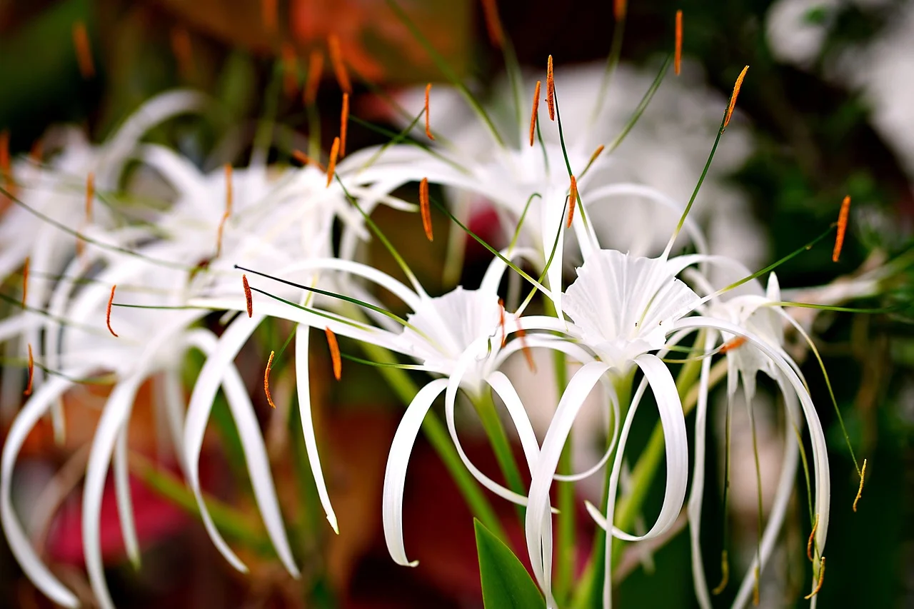 Spider Lily, Buddhist