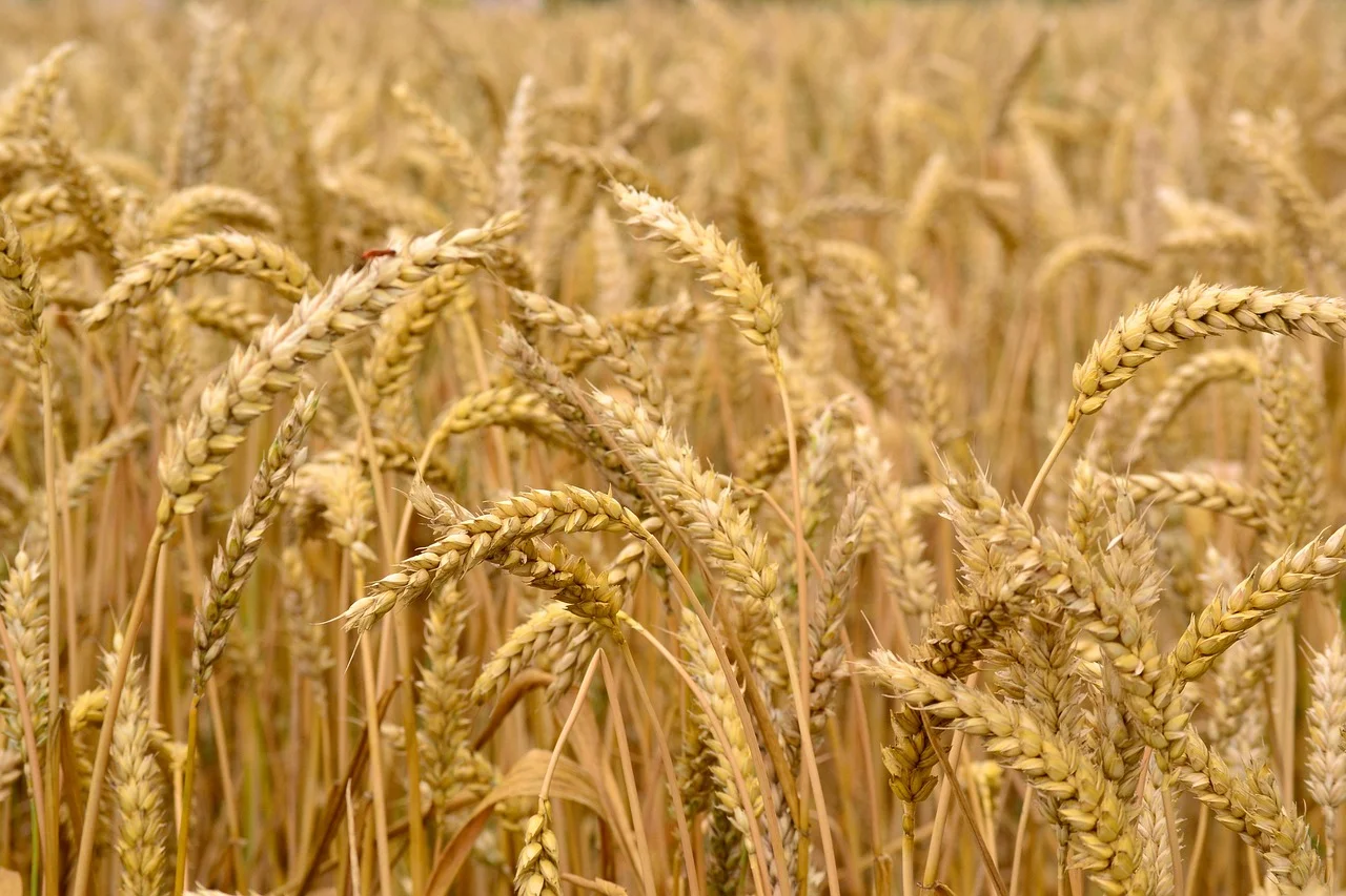 Wheat harvest, Business