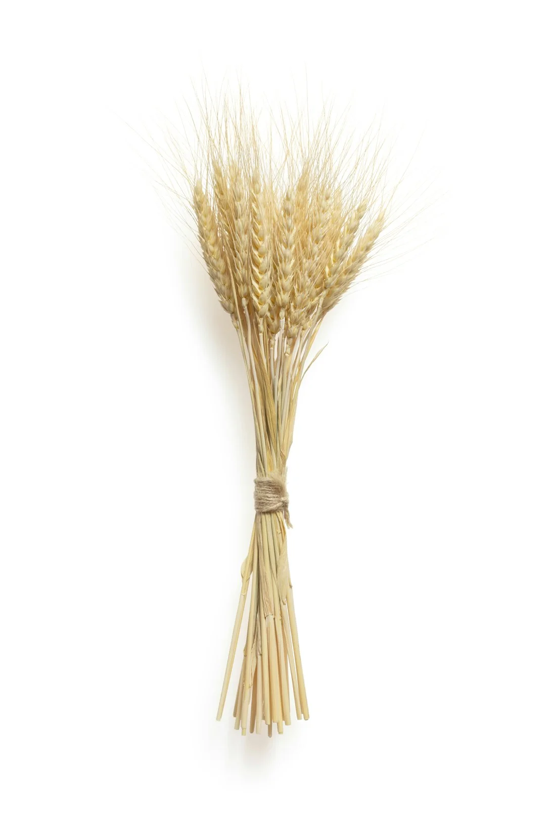 Dried wheat stalks,