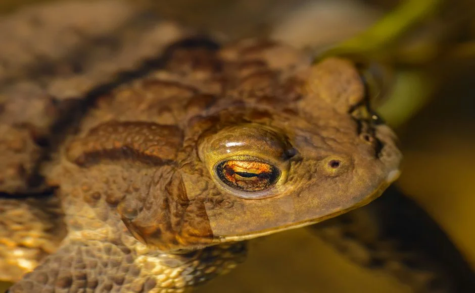 Golden Toad Feng