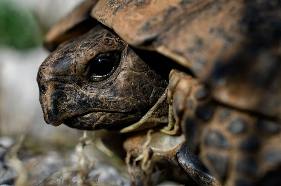 Tortoise shell, Ancient