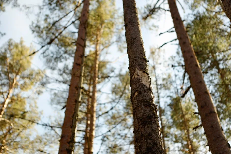 Wood element, growth,