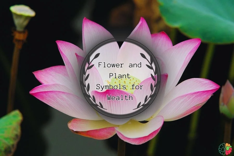 Lotus flower, Spring