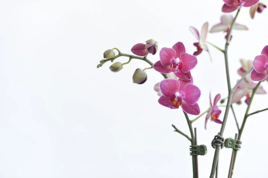 Orchid flower, Royal