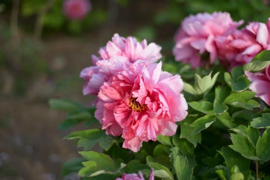 Peony flower, Feng