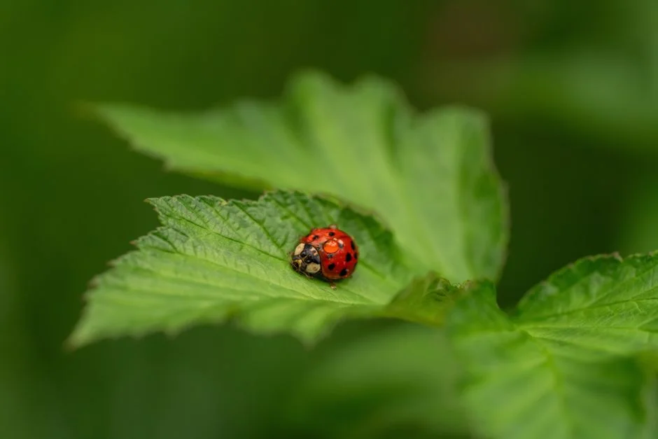 Deer symbol, Ladybug