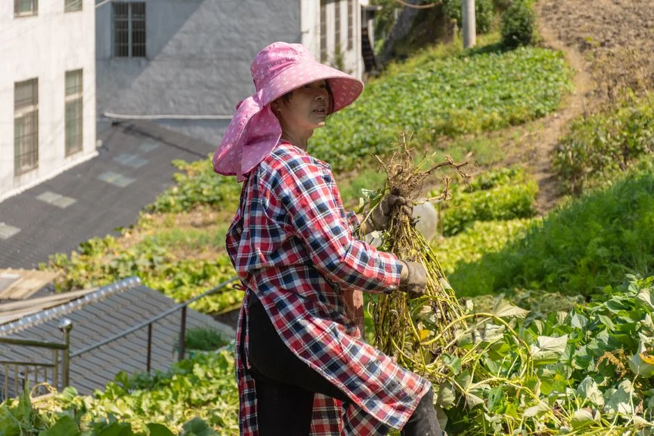 Divine Farmer Shennong,
