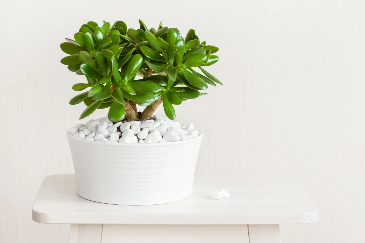 Lucky bamboo feng