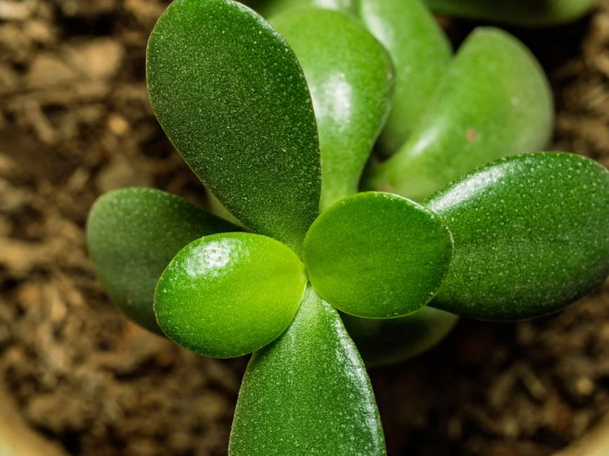 Jade plant feng