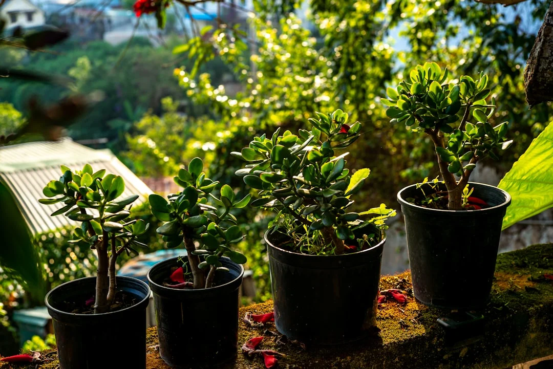 Green Feng Shui