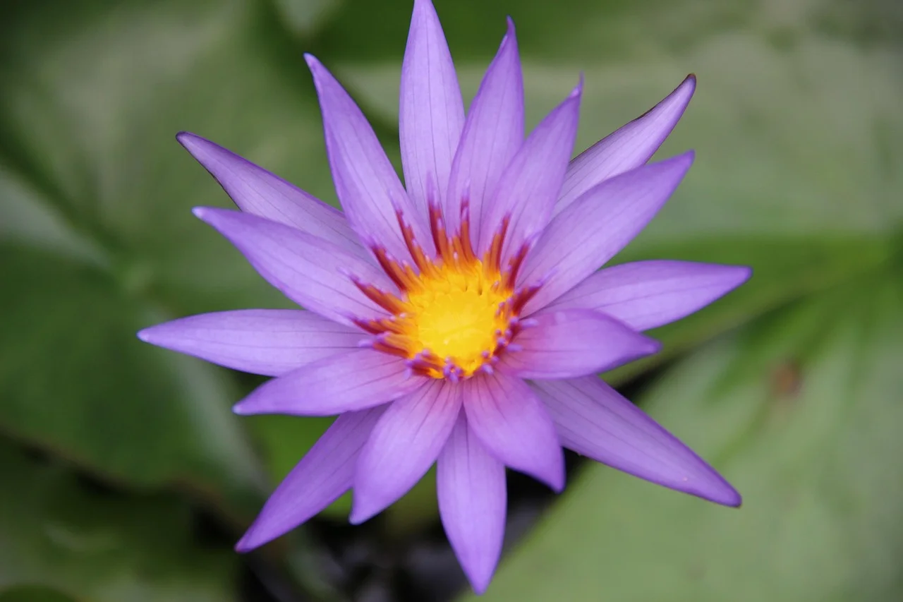 Purple Feng Shui,