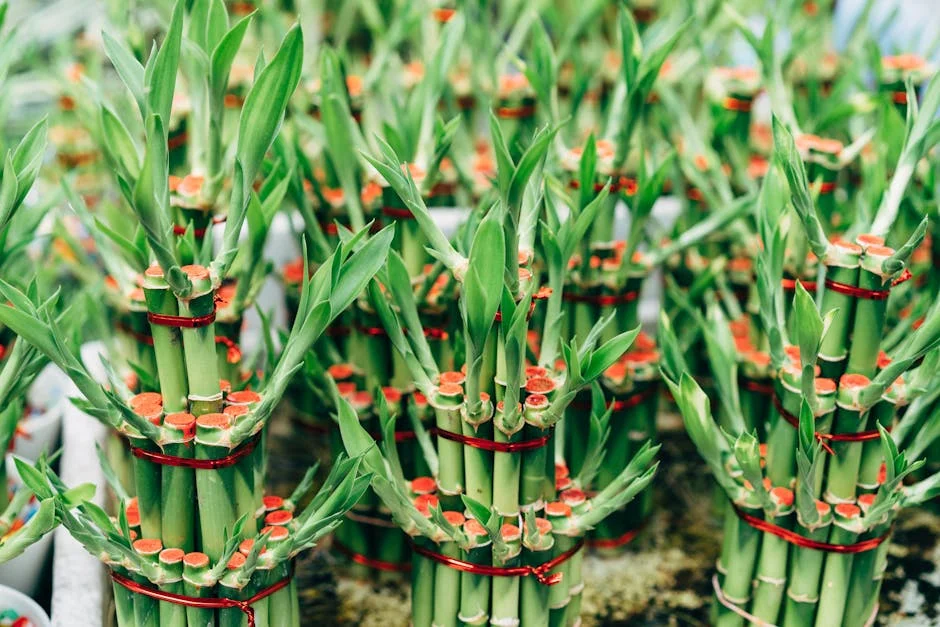 Lucky bamboo plant,