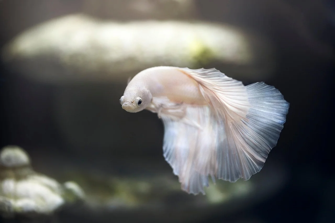 Fish symbol, abundance,