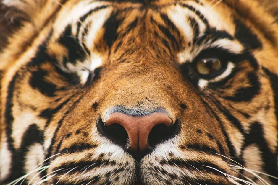 tiger's eye, courage