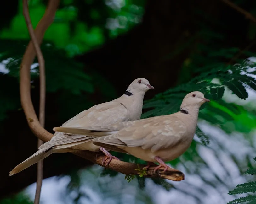 doves wedding, peace