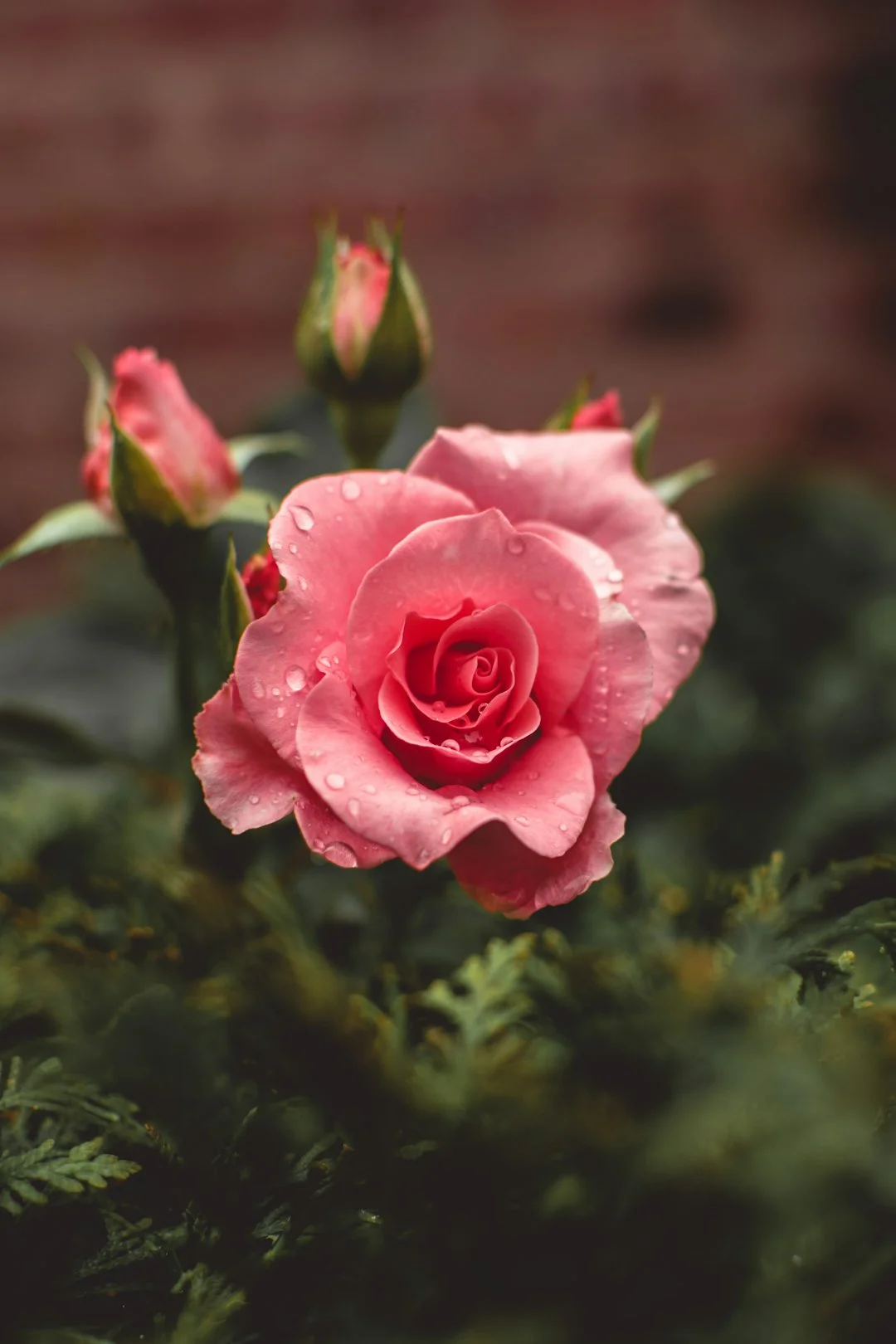 Libra horoscope, Rose