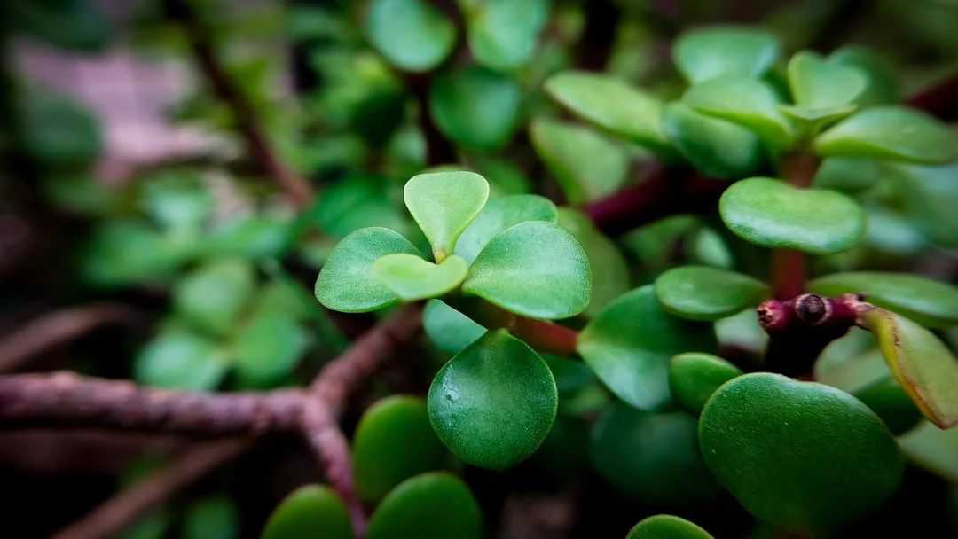 Wealth attraction, jade