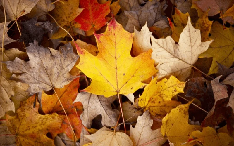 fall season energy,