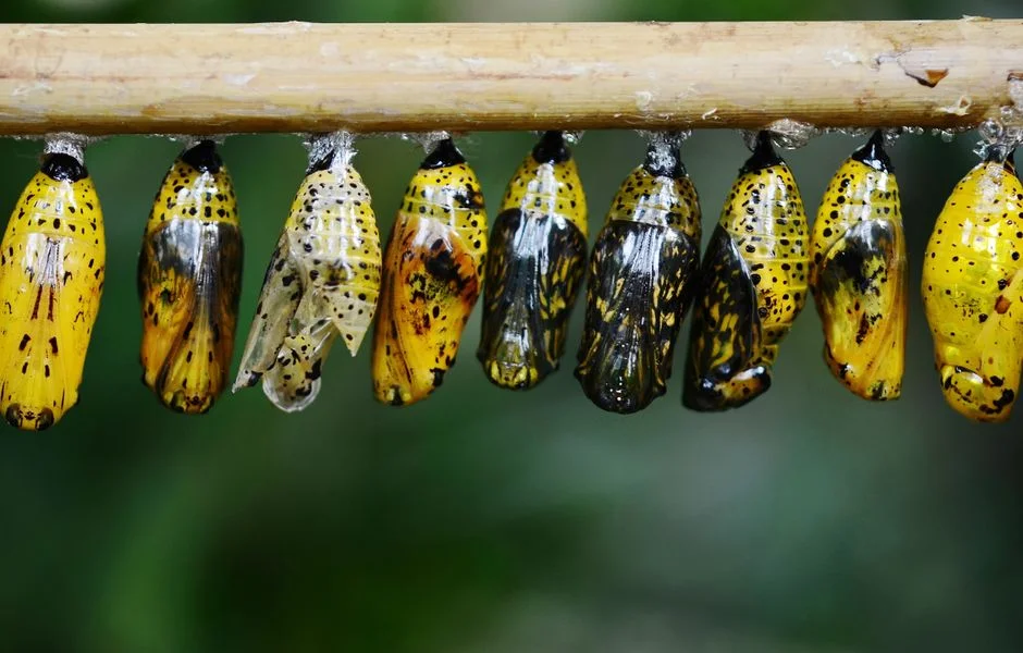 life cycle transformation,
