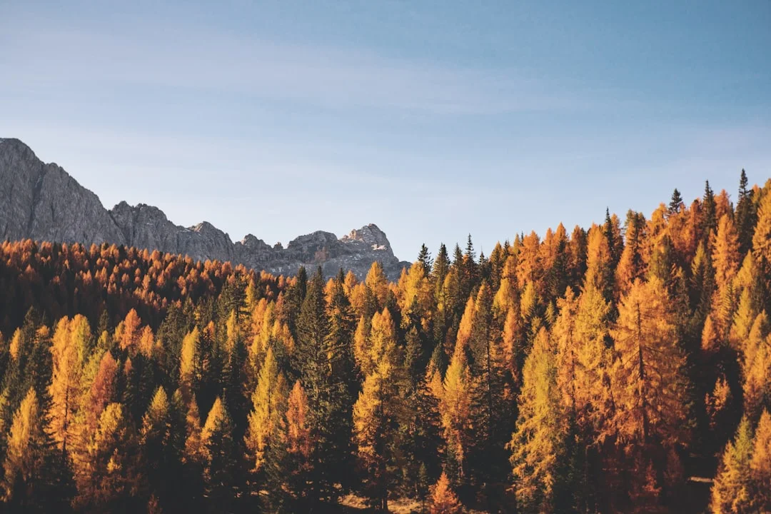 fall season feng