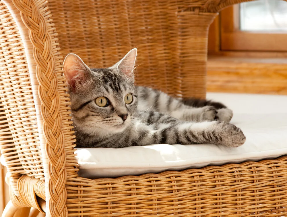 pet feng shui,