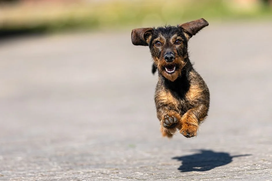 Pet energy flow,