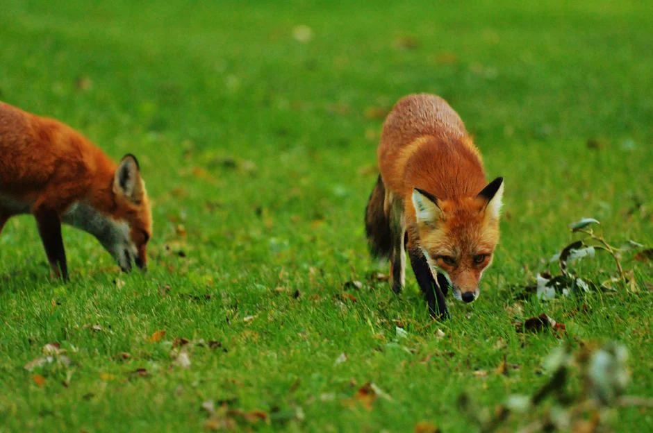 fox energy relationship,