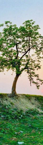 Element energy balance,