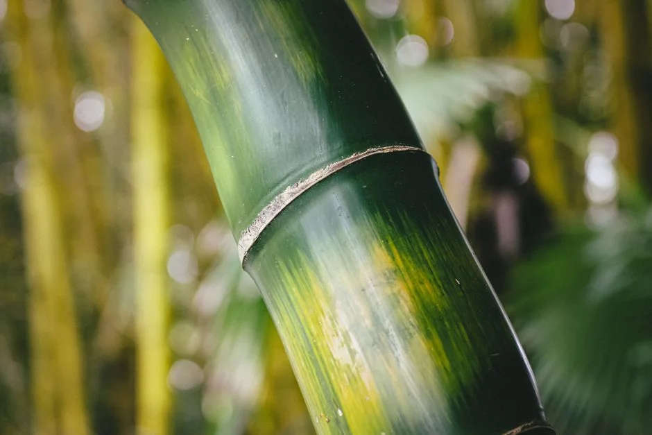 lucky bamboo, feng