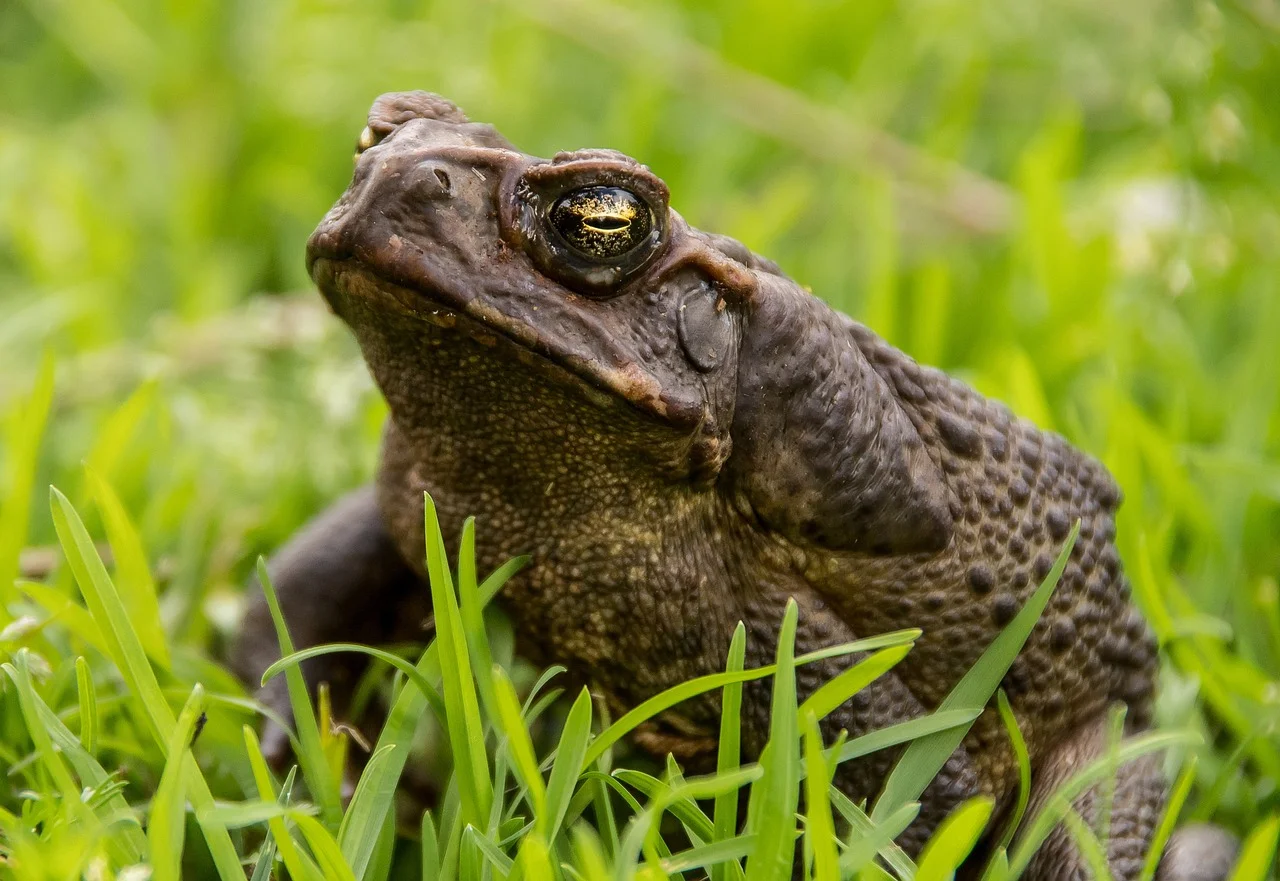 Money Toad pair,