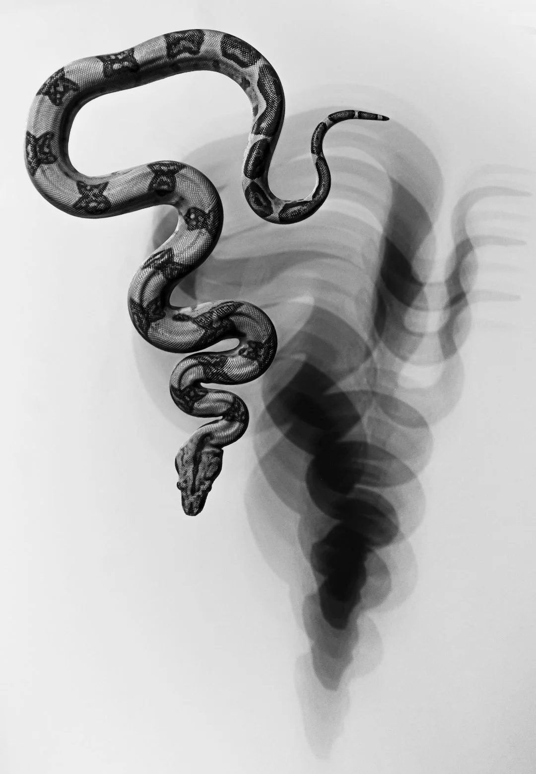 Meditation snake art,