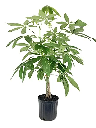 Lucky money plants,