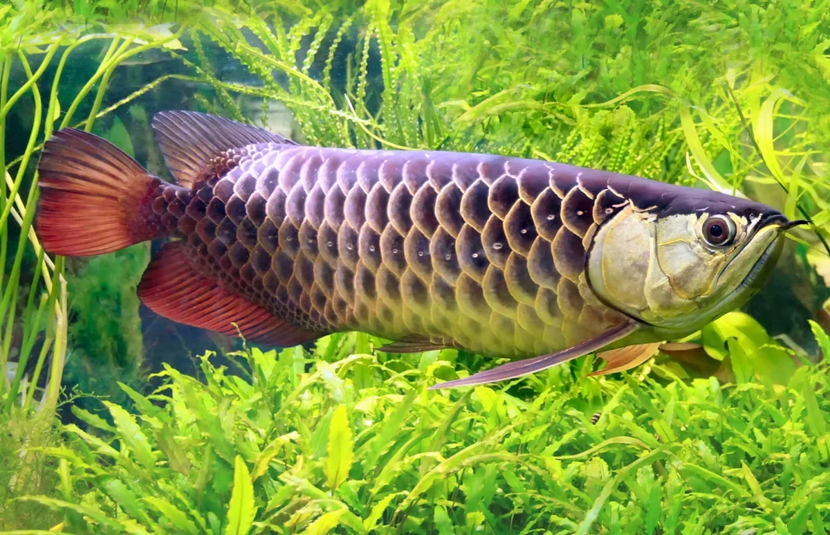 Arowana fish, Feng