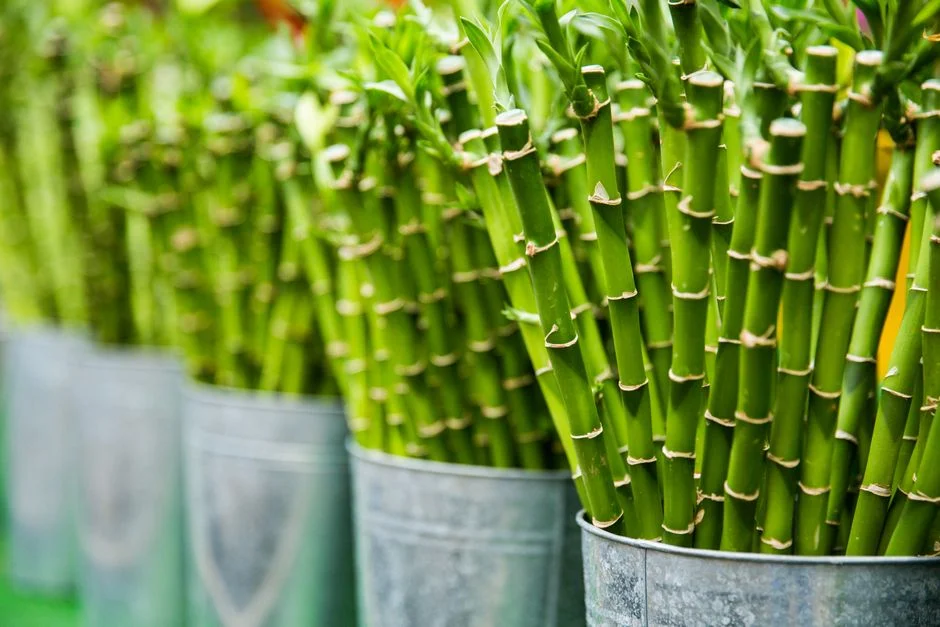 Bamboo stalks, Feng