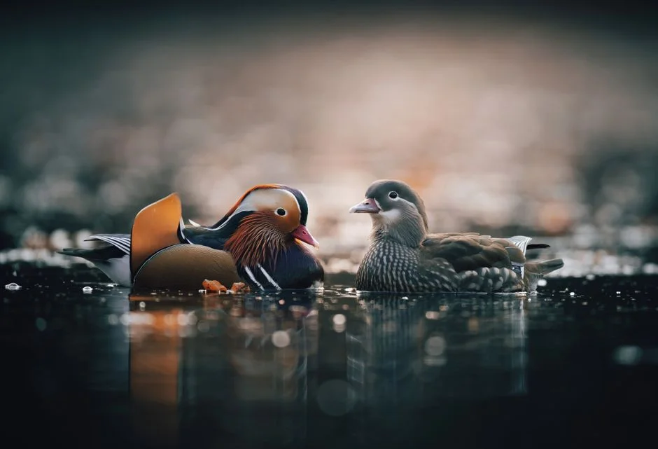 Mandarin ducks couple,